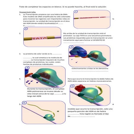 Transcripción del ADN. narración ilustrada. 4º medio, biología, plan común.