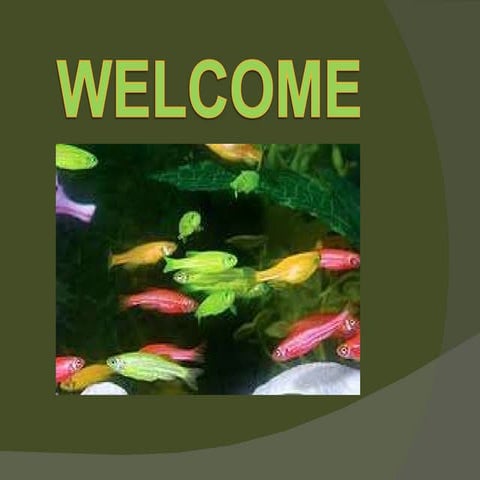 Transgenic animals ppt