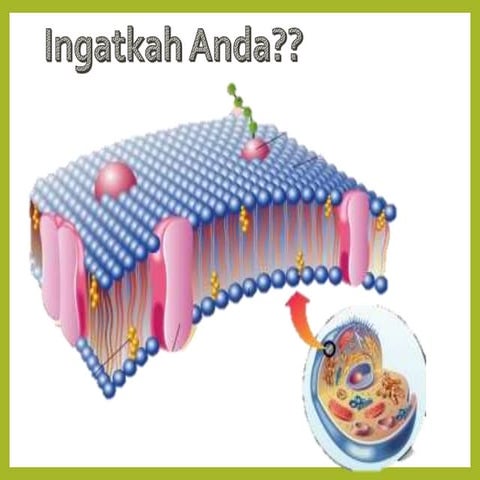 Transpor membran sel