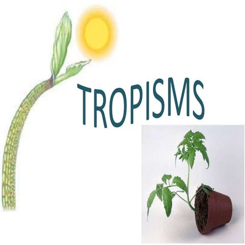 Tropisms