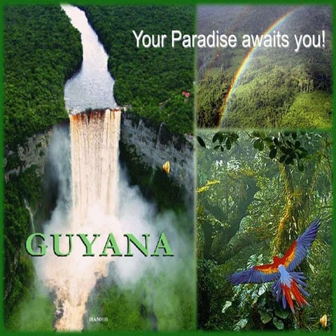 guyana forest exploration 