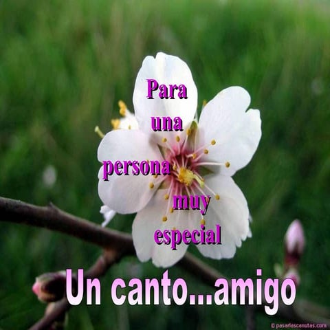 Un canto amigo
