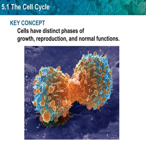 Unit 5 The Cell Cycle And Mitosis