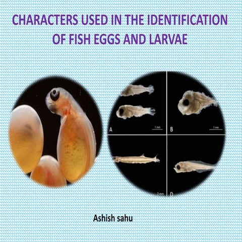 Eggs and larvae identification biology in fin fish 