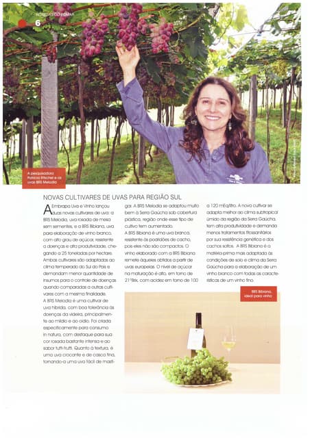 Novas Cultivares de uvas para região sul     