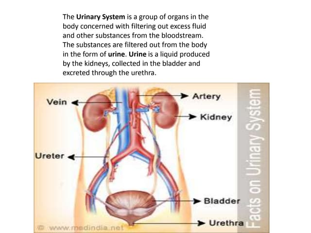 Urinary system