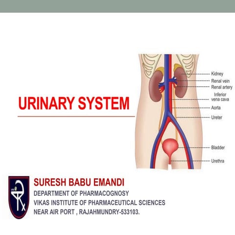 URINARY SYSTEM 