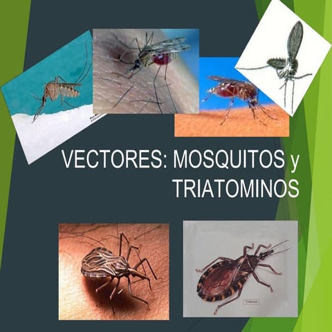 Vectores mosquitos y tratamiento