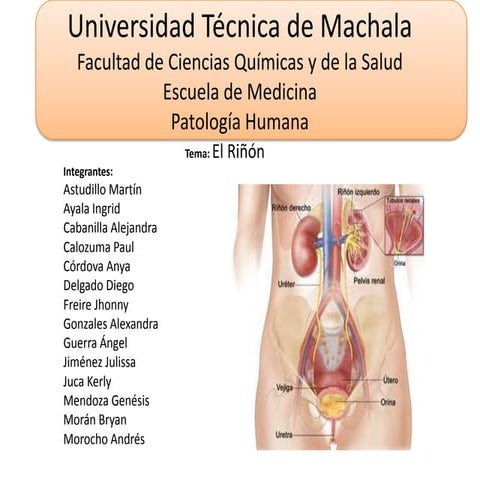 Patologia de Riñon