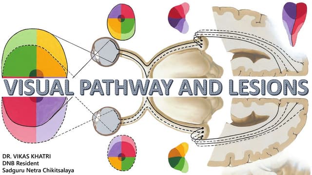 Visual pathway and lesion