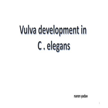 Vulva development - C.elegans