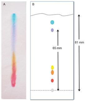 Typical paper chromatograms of water soluble inks or food dyes obtained by students (a) and as shown by textbooks or exam papers (b)