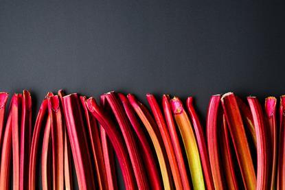 Rhubarb stalks in a row against a dark grey background