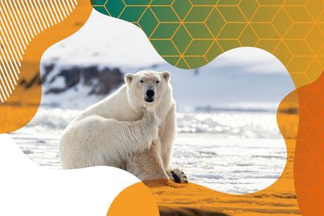 Photo of a polar bear scratching their neck with one paw