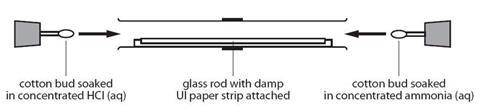Apparatus set up for the diffusion of ammonia and HCl demonstration
