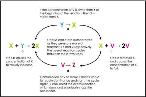 A diagram showing how two competing autocatalytic steps in a chemical reaction give rise to an oscillating concentrations of the reactants.