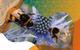 Photo of who bees collecting pollen from a purple flower