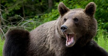 「クマとの遭遇」は東京や大阪でも!命を守る“クマよけ”無料スマホアプリと最新AI&ドローン対策