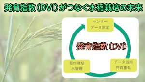 「発育指数（DVI）が稲作 IoT の未来につながる？」のイメージ