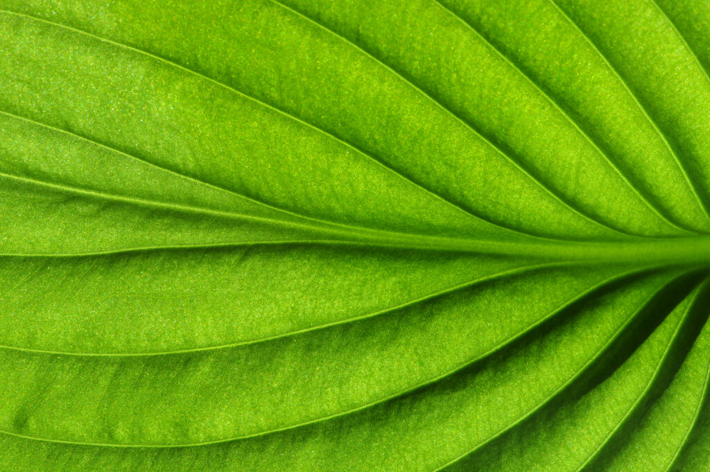 green leaf texture
