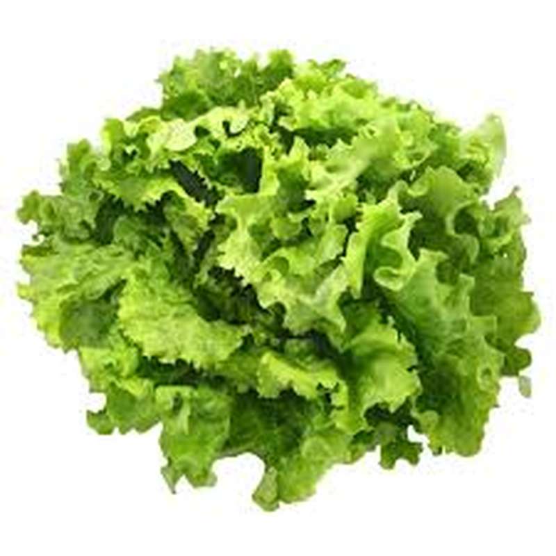 Salade batavia BIO, France