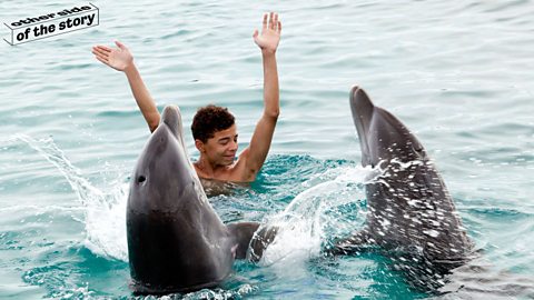 Is it illegal to talk to dolphins?