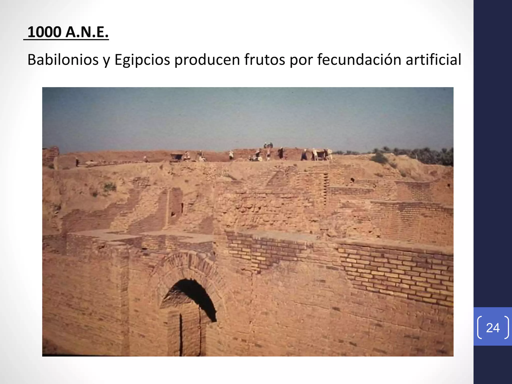 24
1000 A.N.E.
Babilonios y Egipcios producen frutos por fecundación artificial
 