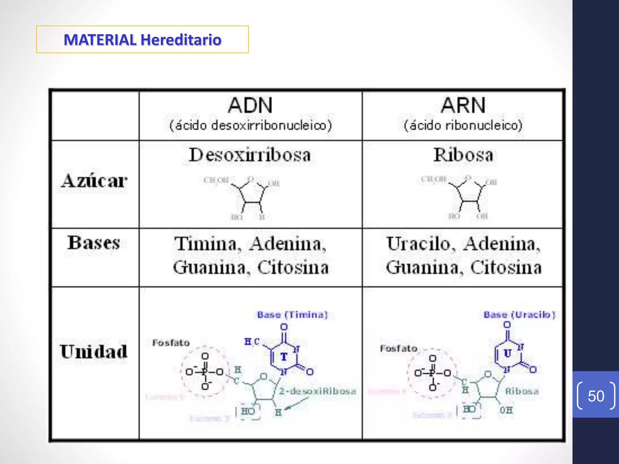 50
MATERIAL Hereditario
 