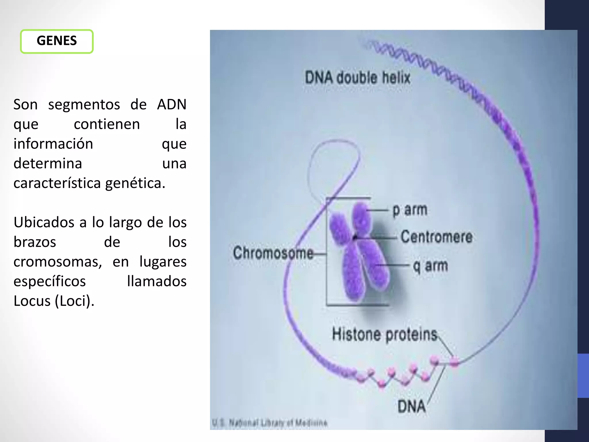 Son segmentos de ADN
que contienen la
información que
determina una
característica genética.
Ubicados a lo largo de los
brazos de los
cromosomas, en lugares
específicos llamados
Locus (Loci).
GENES
 