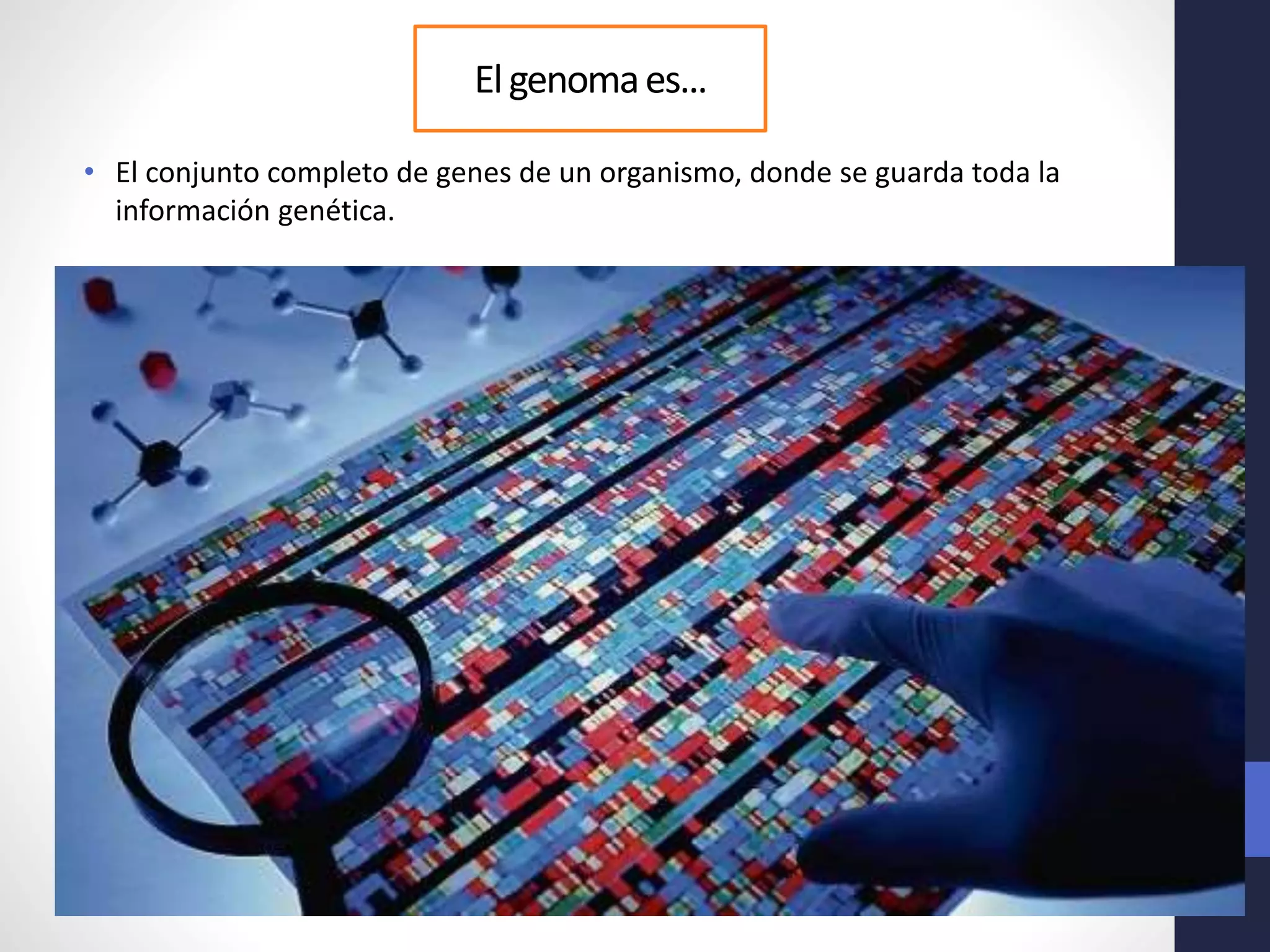 Elgenomaes...
• El conjunto completo de genes de un organismo, donde se guarda toda la
información genética.
 