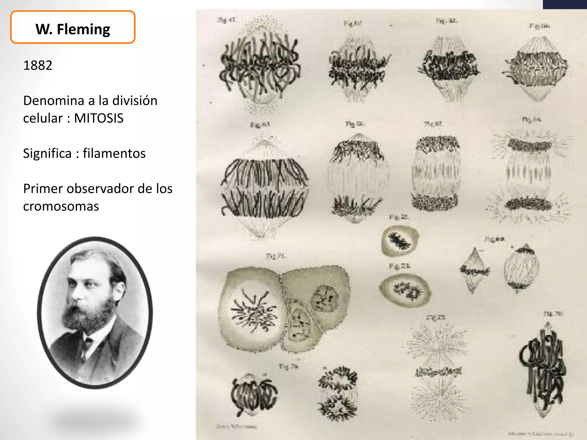W. Fleming
1882
Denomina a la división
celular : MITOSIS
Significa : filamentos
Primer observador de los
cromosomas
 