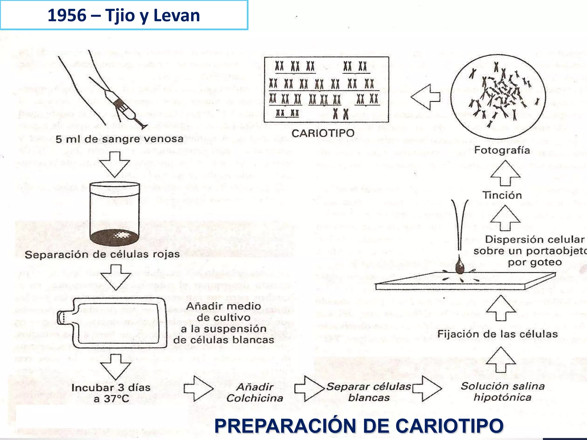 PREPARACIÓN DE CARIOTIPO
1956 – Tjio y Levan
 