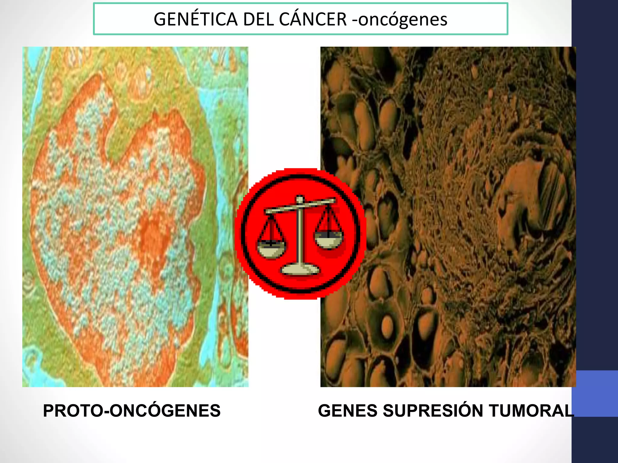 PROTO-ONCÓGENES GENES SUPRESIÓN TUMORAL
GENÉTICA DEL CÁNCER -oncógenes
 