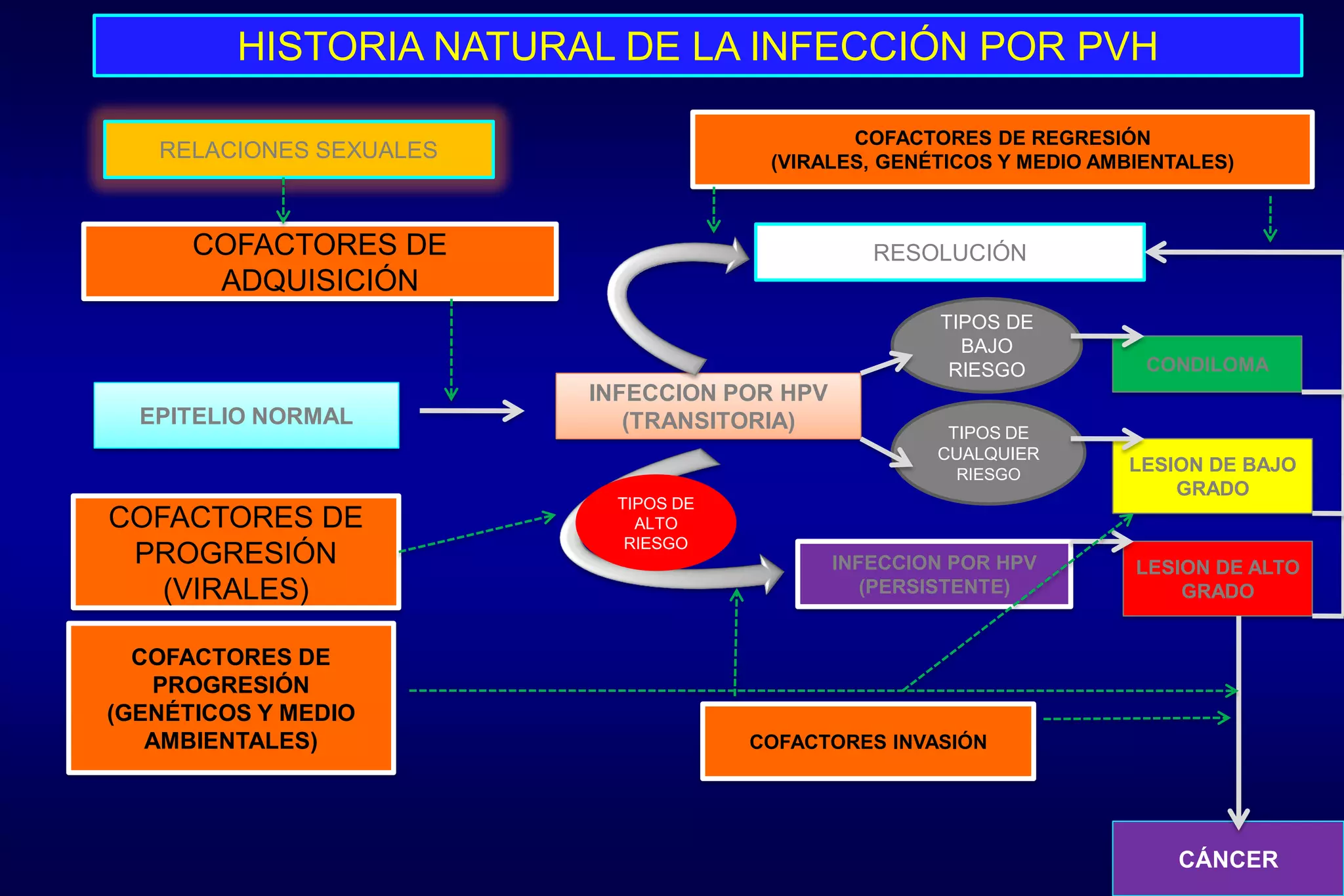 RELACIONES SEXUALES
COFACTORES DE
ADQUISICIÓN
COFACTORES DE REGRESIÓN
(VIRALES, GENÉTICOS Y MEDIO AMBIENTALES)
EPITELIO NORMAL
COFACTORES DE
PROGRESIÓN
(VIRALES)
COFACTORES DE
PROGRESIÓN
(GENÉTICOS Y MEDIO
AMBIENTALES)
INFECCION POR HPV
(TRANSITORIA)
RESOLUCIÓN
TIPOS DE
BAJO
RIESGO
INFECCION POR HPV
(PERSISTENTE)
COFACTORES INVASIÓN
TIPOS DE
CUALQUIER
RIESGO
CONDILOMA
LESION DE BAJO
GRADO
LESION DE ALTO
GRADO
CÁNCER
TIPOS DE
ALTO
RIESGO
HISTORIA NATURAL DE LA INFECCIÓN POR PVH
 