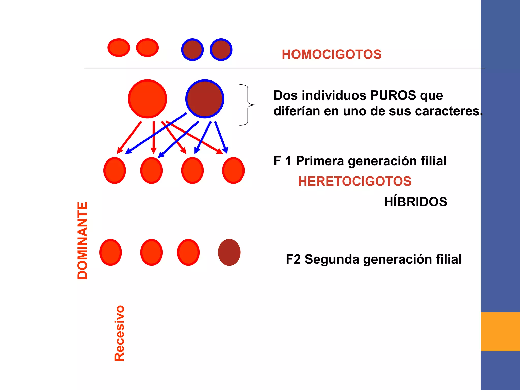 Dos individuos PUROS que
diferían en uno de sus caracteres.
HÍBRIDOS
F 1 Primera generación filial
F2 Segunda generación filial
HOMOCIGOTOS
HERETOCIGOTOS
DOMINANTE
Recesivo
 