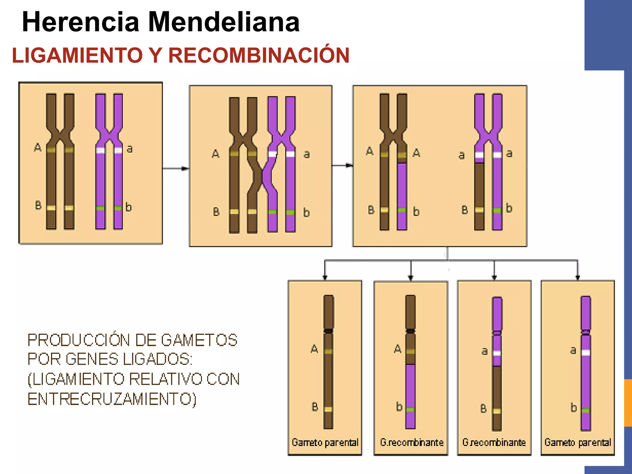 Herencia Mendeliana
LIGAMIENTO Y RECOMBINACIÓN
 
