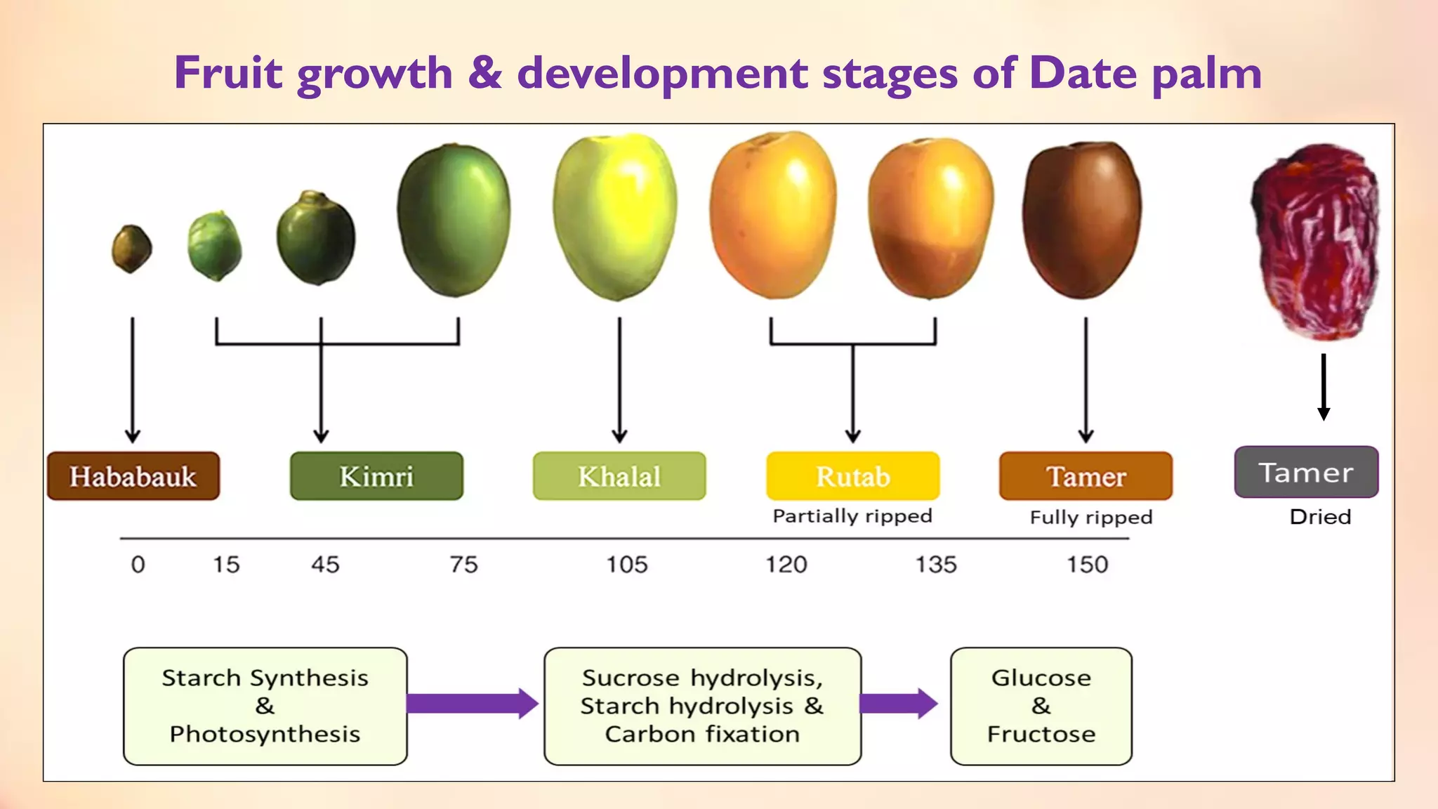 Fruit growth & development stages of Date palm
 