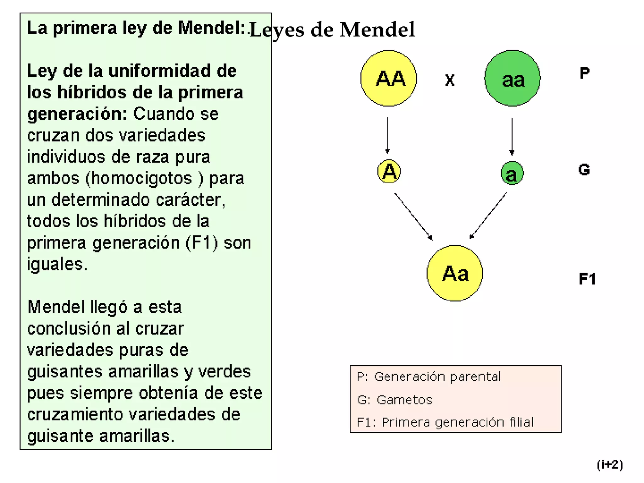 Leyes de Mendel

 