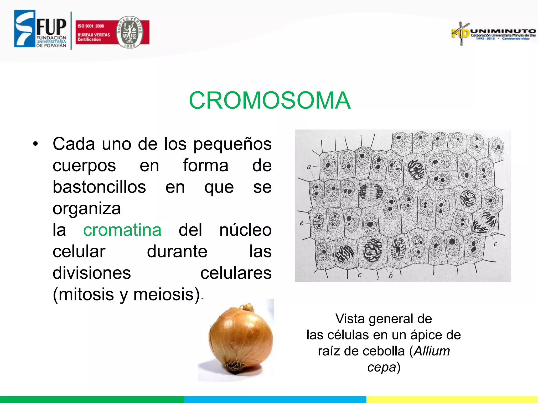 CROMOSOMA
• Cada uno de los pequeños
cuerpos en forma de
bastoncillos en que se
organiza
la cromatina del núcleo
celular
durante
las
divisiones
celulares
(mitosis y meiosis).
Vista general de
las células en un ápice de
raíz de cebolla (Allium
cepa)

 