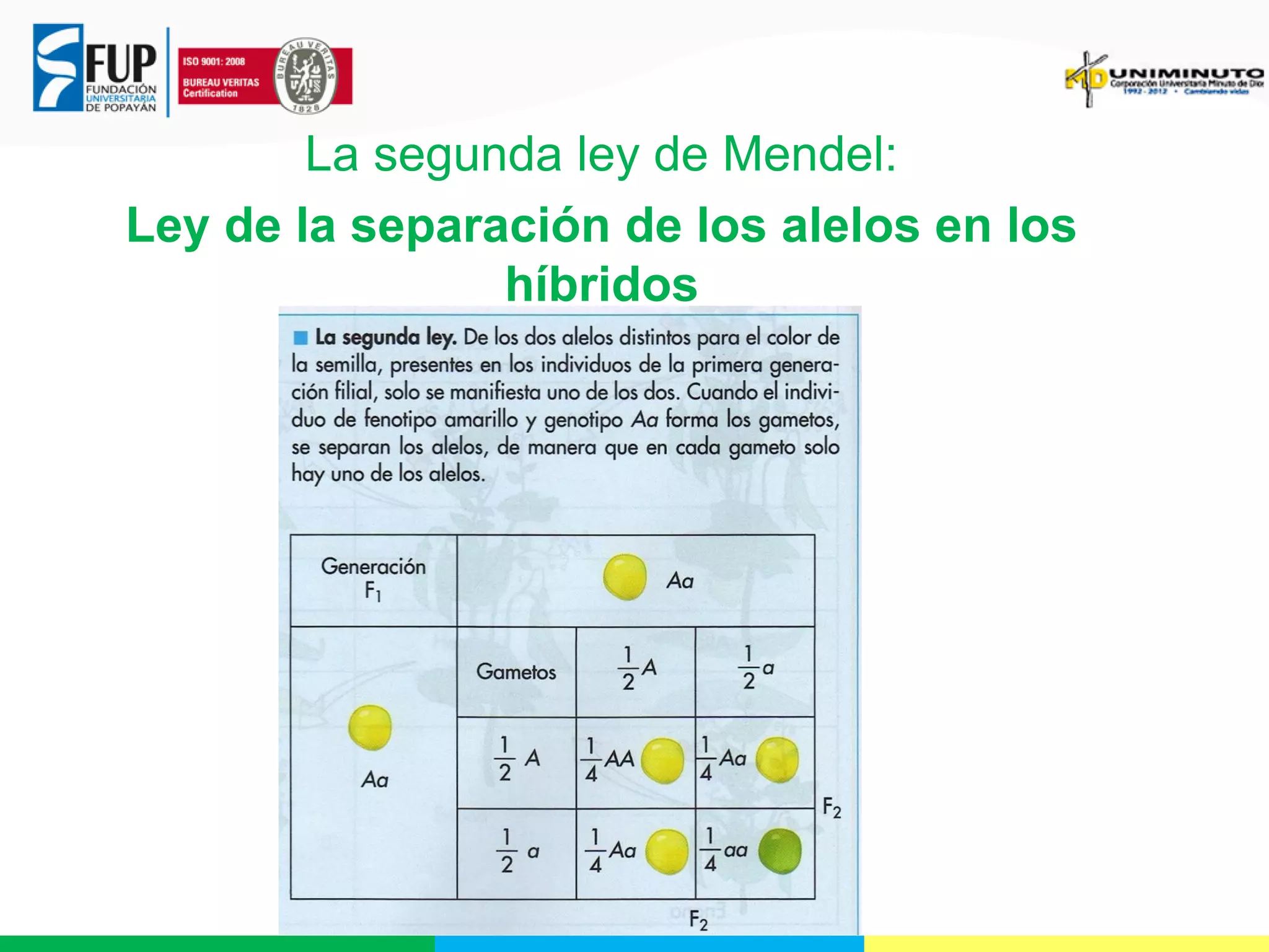 La segunda ley de Mendel:
Ley de la separación de los alelos en los
híbridos

 