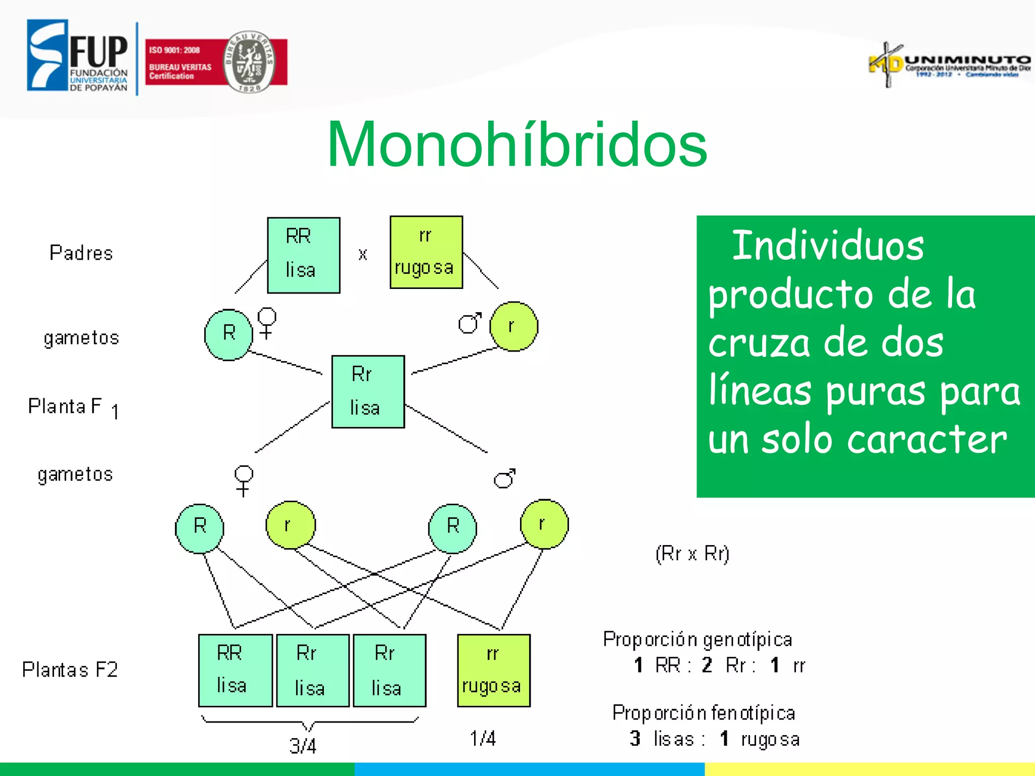 Monohíbridos
Individuos
producto de la
cruza de dos
líneas puras para
un solo caracter

 