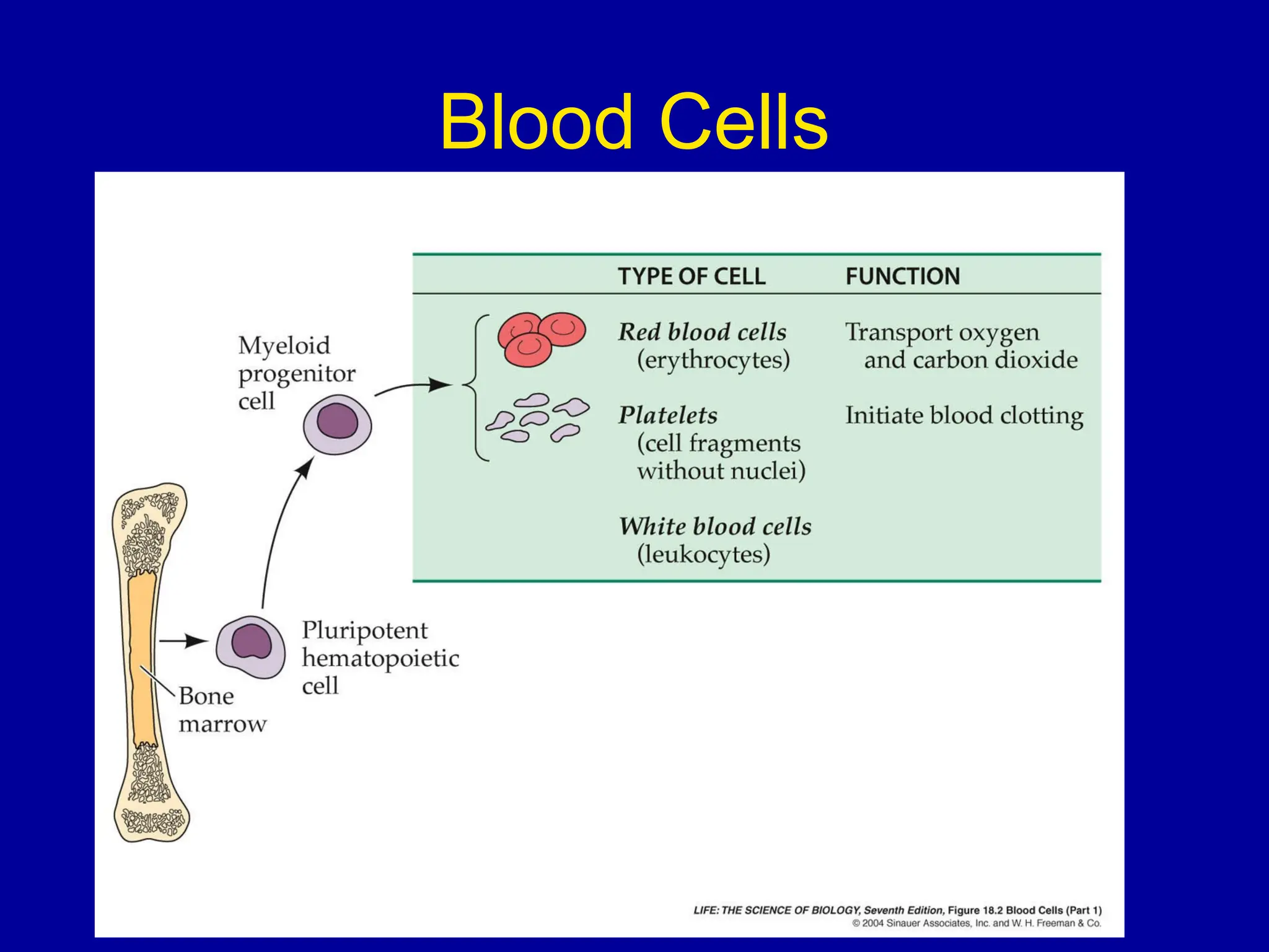 Blood Cells
 