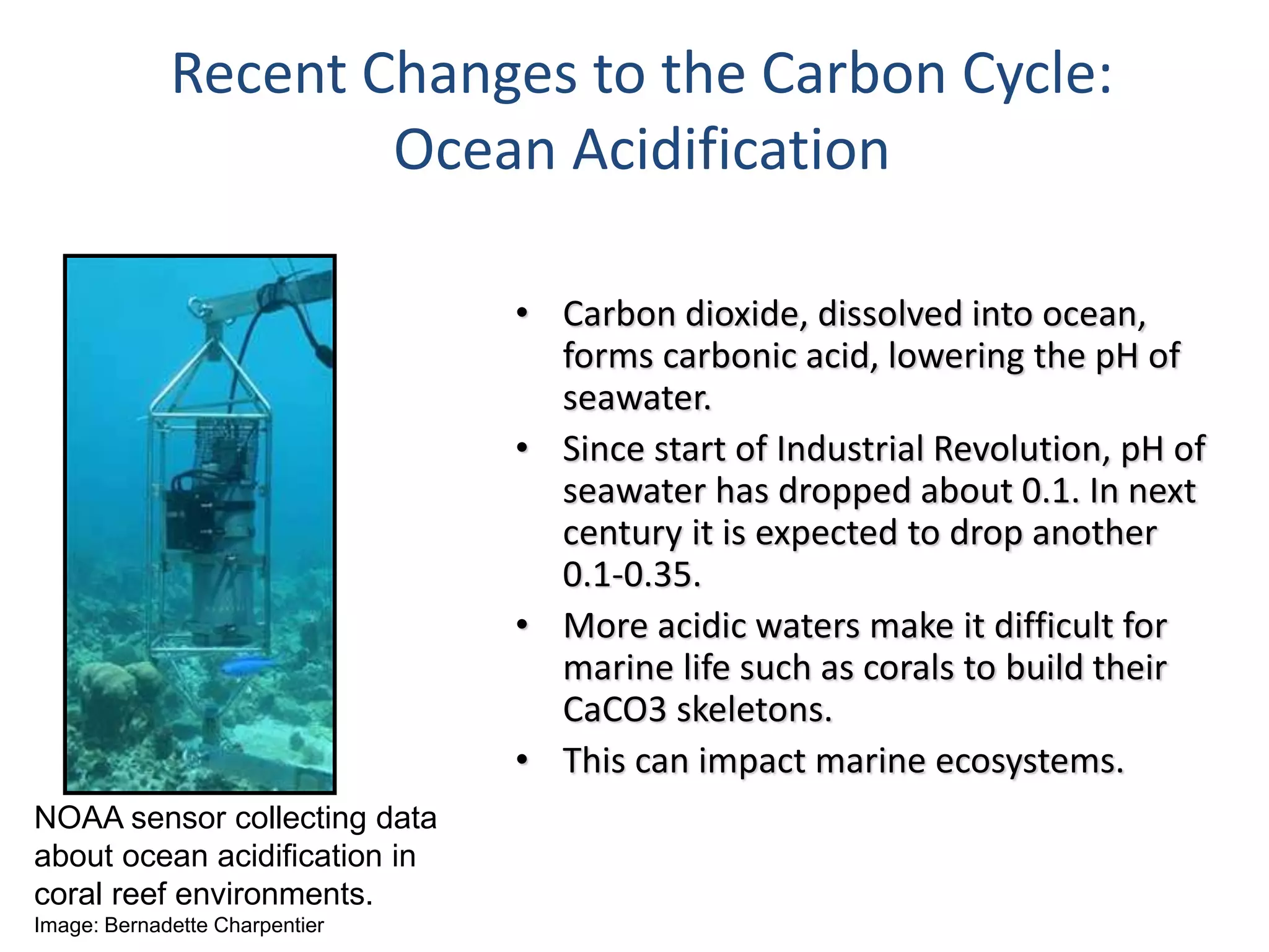• Carbon dioxide, dissolved into ocean,
forms carbonic acid, lowering the pH of
seawater.
• Since start of Industrial Revolution, pH of
seawater has dropped about 0.1. In next
century it is expected to drop another
0.1-0.35.
• More acidic waters make it difficult for
marine life such as corals to build their
CaCO3 skeletons.
• This can impact marine ecosystems.
Recent Changes to the Carbon Cycle:
Ocean Acidification
NOAA sensor collecting data
about ocean acidification in
coral reef environments.
Image: Bernadette Charpentier
 