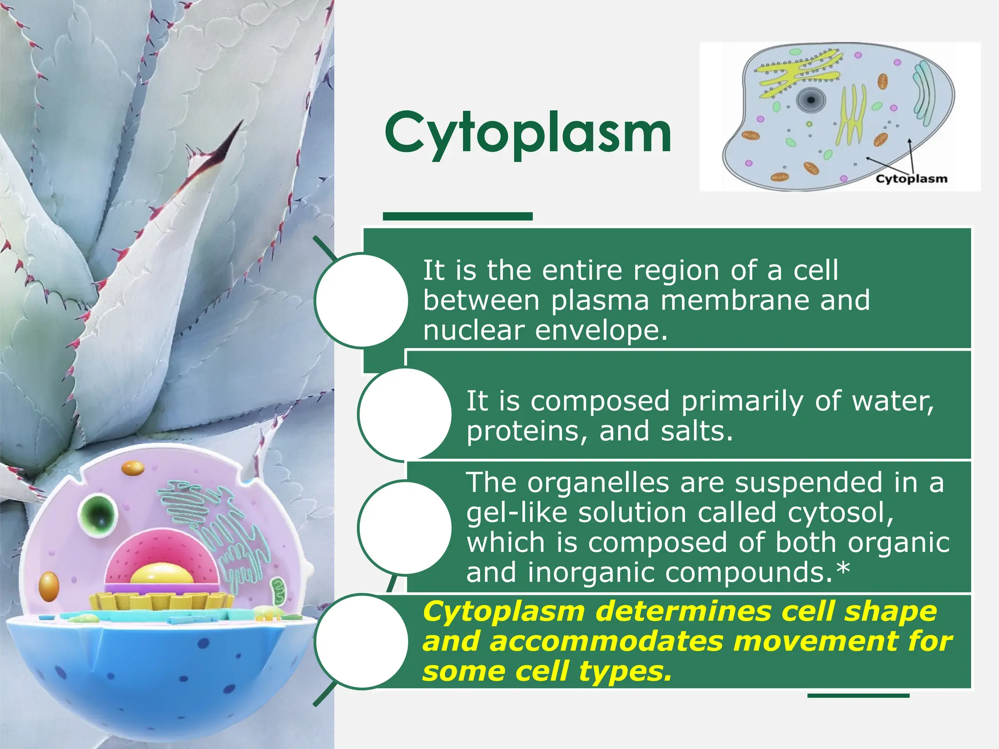 Cytoplasm
It is the entire region of a cell
between plasma membrane and
nuclear envelope.
It is composed primarily of water,
proteins, and salts.
The organelles are suspended in a
gel-like solution called cytosol,
which is composed of both organic
and inorganic compounds.*
Cytoplasm determines cell shape
and accommodates movement for
some cell types.
 