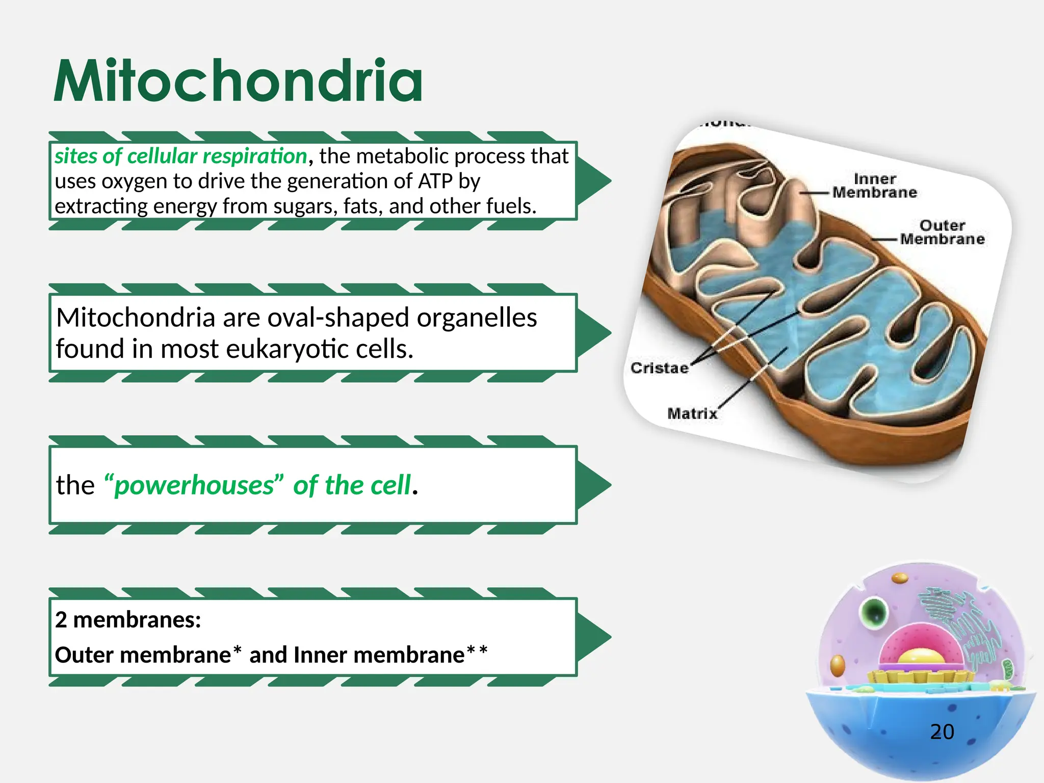 Mitochondria
20
sites of cellular respiration, the metabolic process that
uses oxygen to drive the generation of ATP by
extracting energy from sugars, fats, and other fuels.
Mitochondria are oval-shaped organelles
found in most eukaryotic cells.
the “powerhouses” of the cell.
2 membranes:
Outer membrane* and Inner membrane**
 