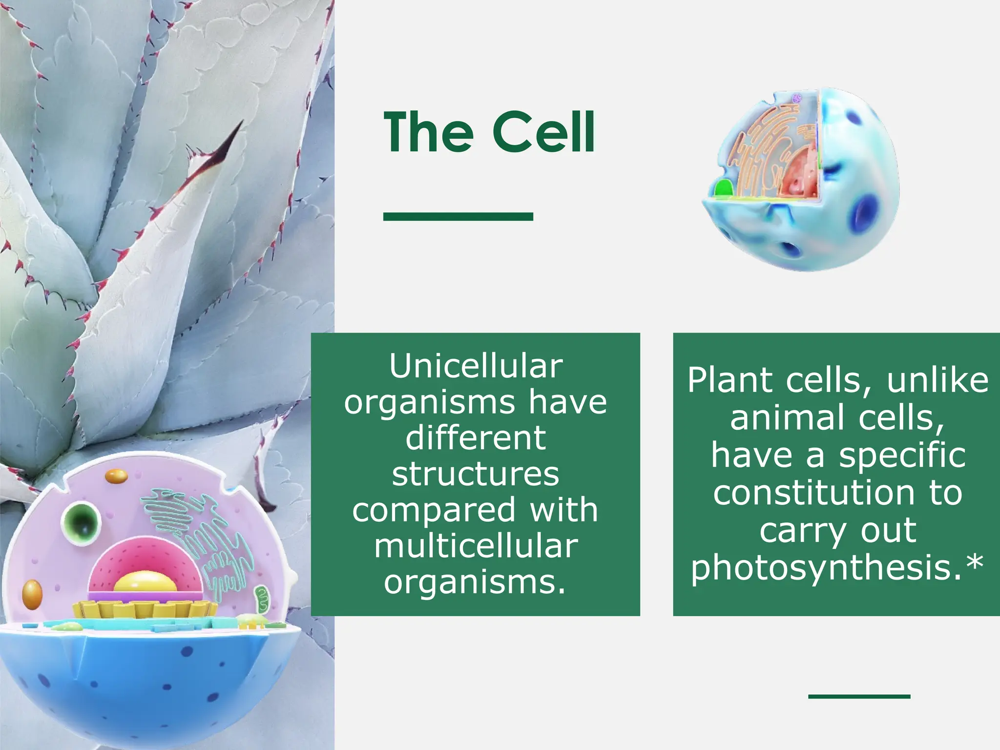 Unicellular
organisms have
different
structures
compared with
multicellular
organisms.
Plant cells, unlike
animal cells,
have a specific
constitution to
carry out
photosynthesis.*
The Cell
 