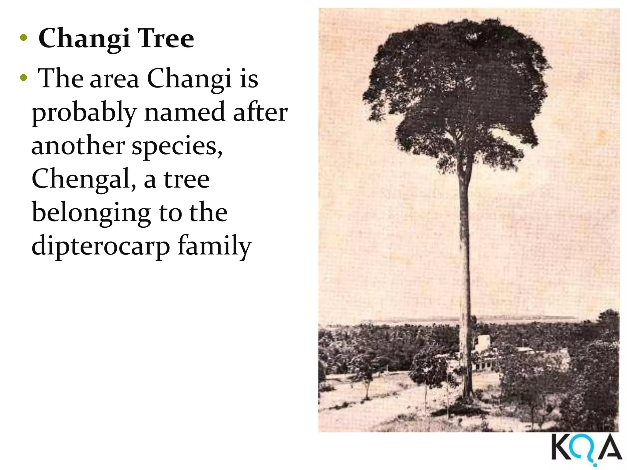 • Changi Tree
• The area Changi is
 probably named after
 another species,
 Chengal, a tree
 belonging to the
 dipterocarp family
 