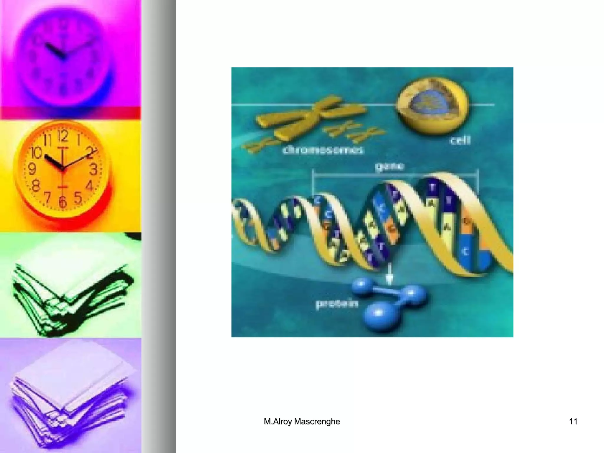 MM..AAllrrooyy MMaassccrreenngghhee 1111 
 