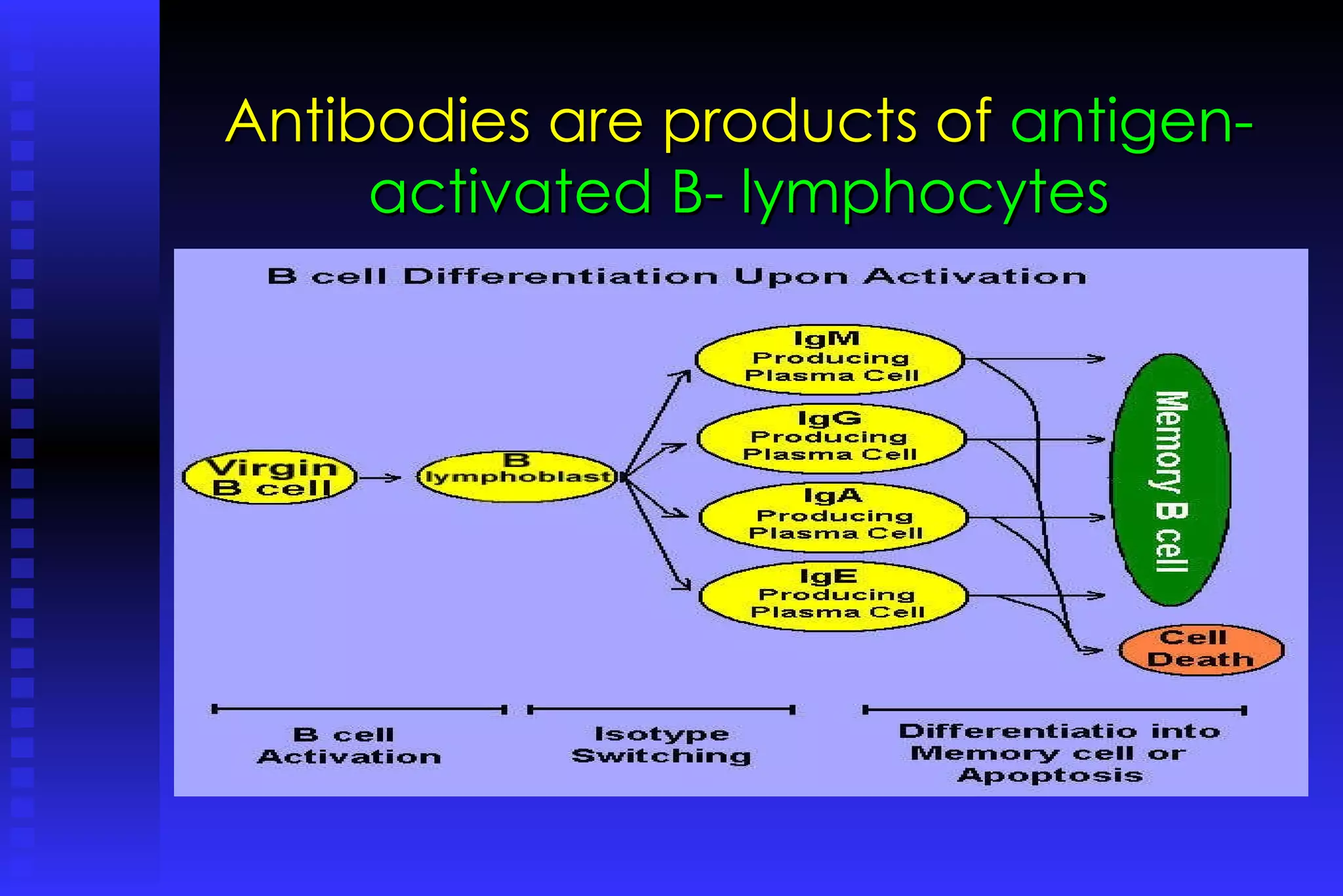 Antibodies are products of  antigen- activated B- lymphocytes 