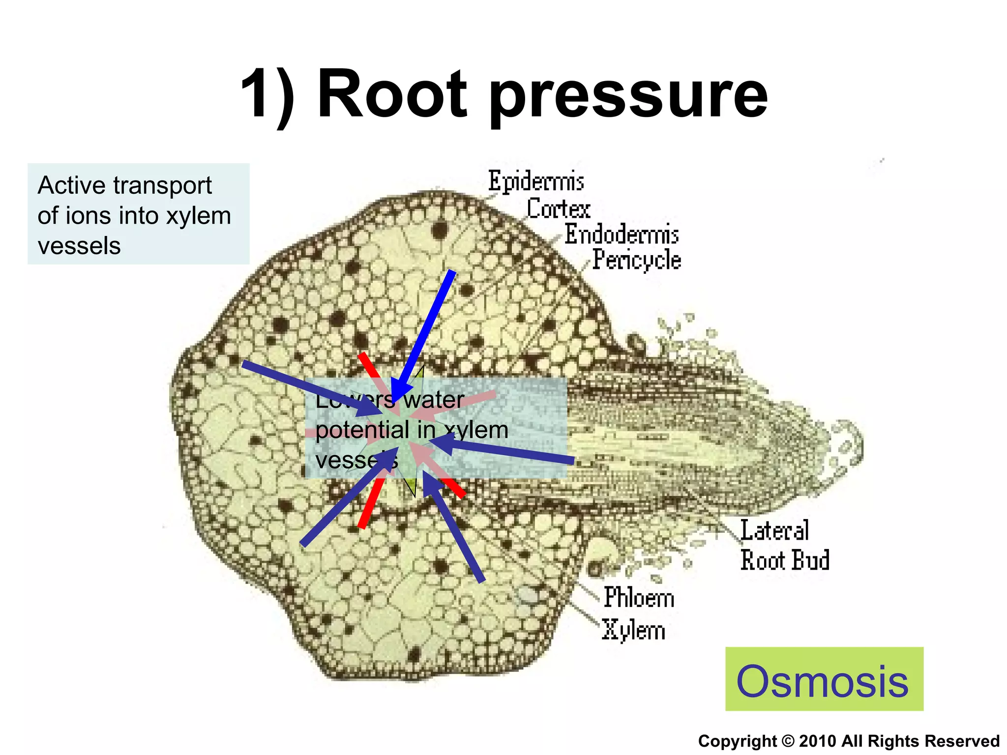 1) Root pressure Active transport of ions into xylem vessels Lowers water potential in xylem vessels Osmosis Copyright © 2010 All Rights Reserved 